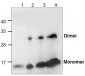 BMP-3 Antibody